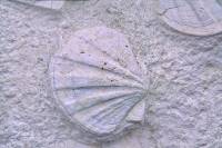 Pecten fossile (Coquille St Jacques)